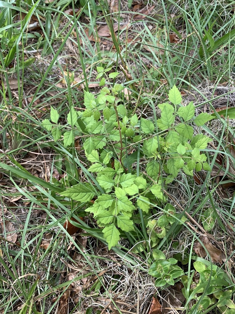 Trumpet Creeper photo 5
