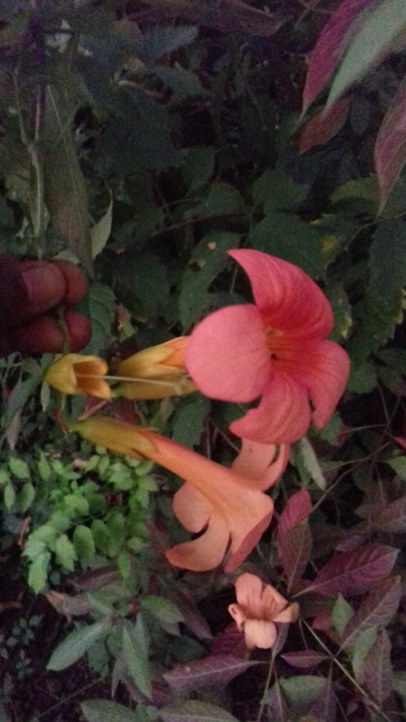 Trumpet Creeper photo 6