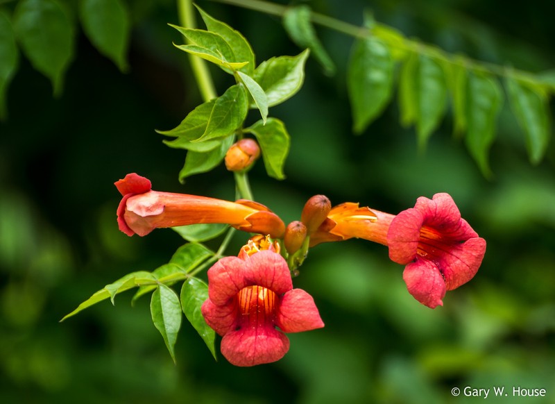 Trumpet Creeper photo 7
