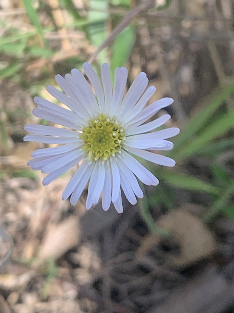 Camptacra barbata