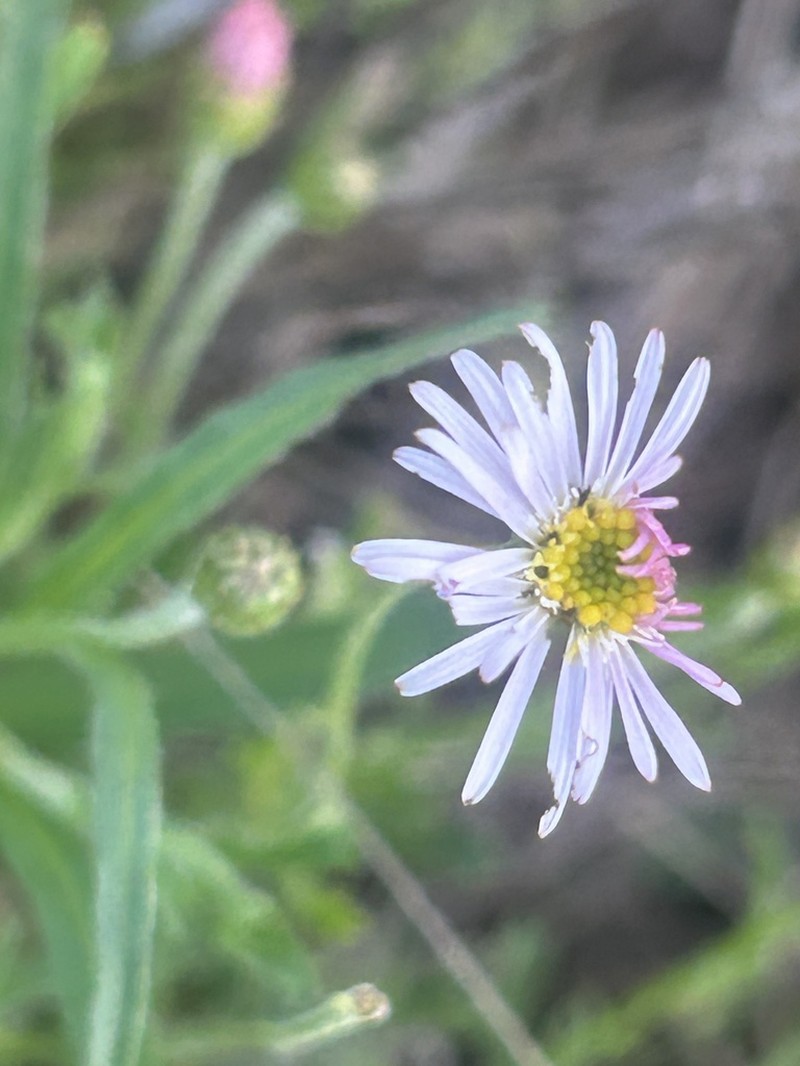 Camptacra barbata photo 2
