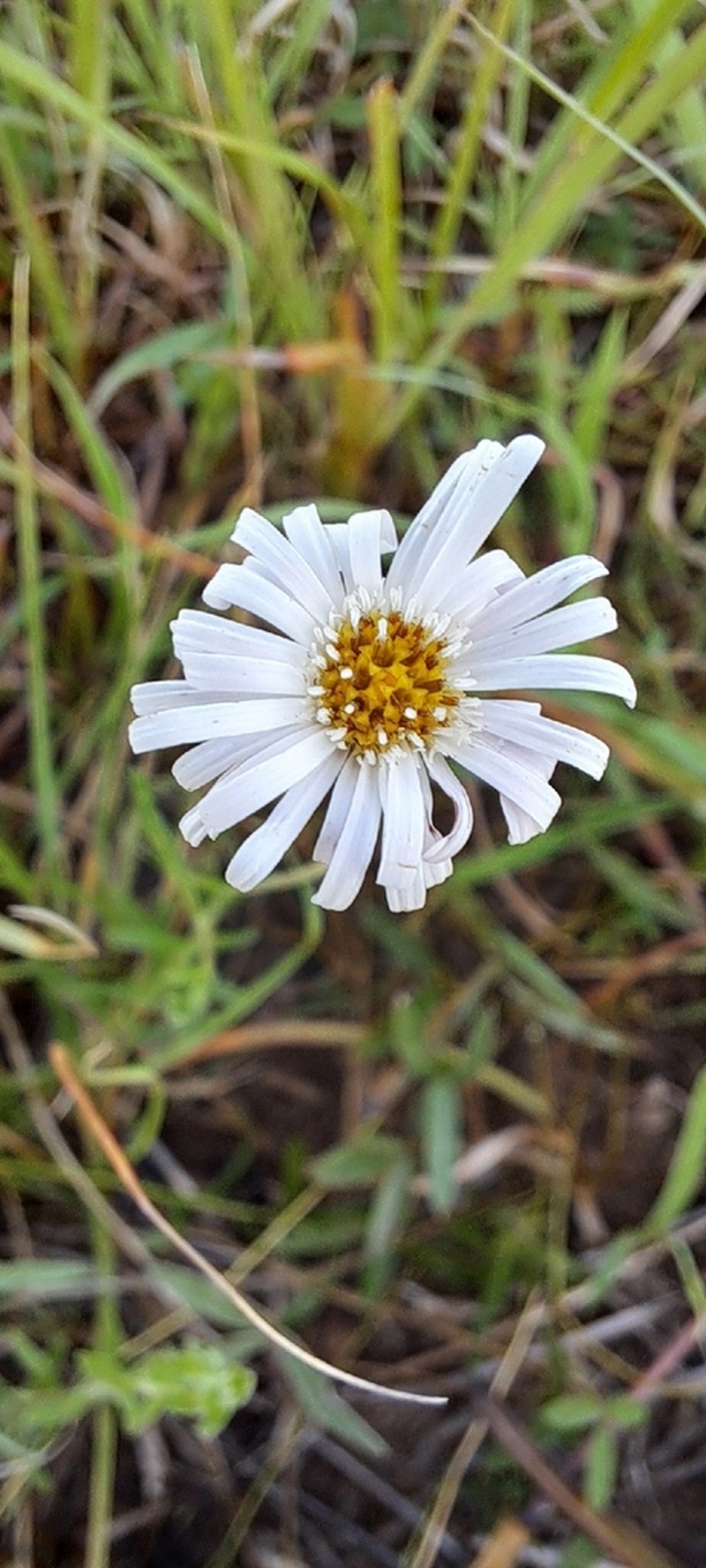 Camptacra barbata photo 3