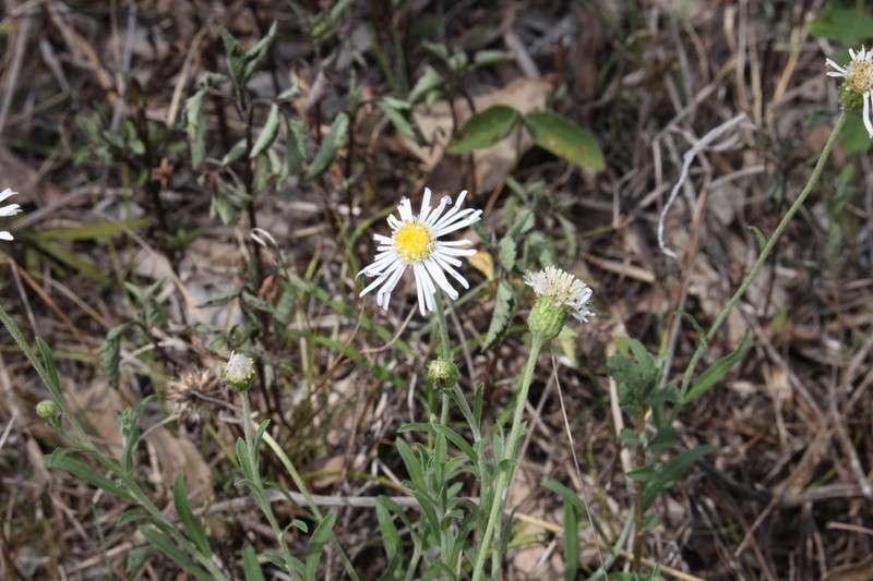 Camptacra barbata photo 4