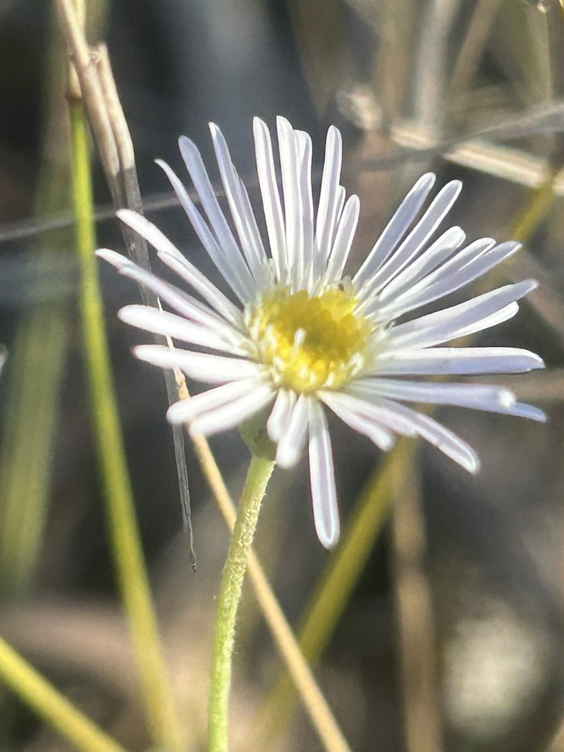 Camptacra barbata photo 6