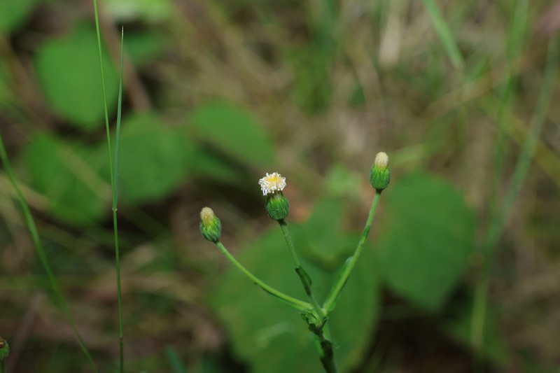 Camptacra barbata photo 7