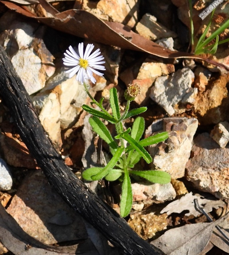 Camptacra barbata photo 8