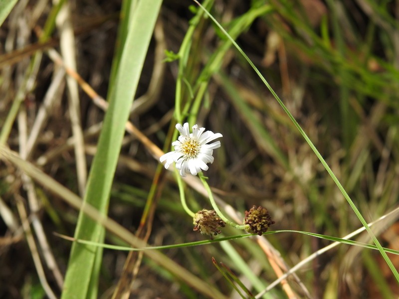 Camptacra gracilis