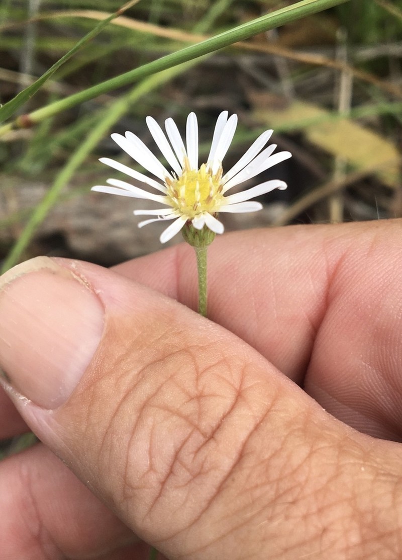 Camptacra gracilis photo 2