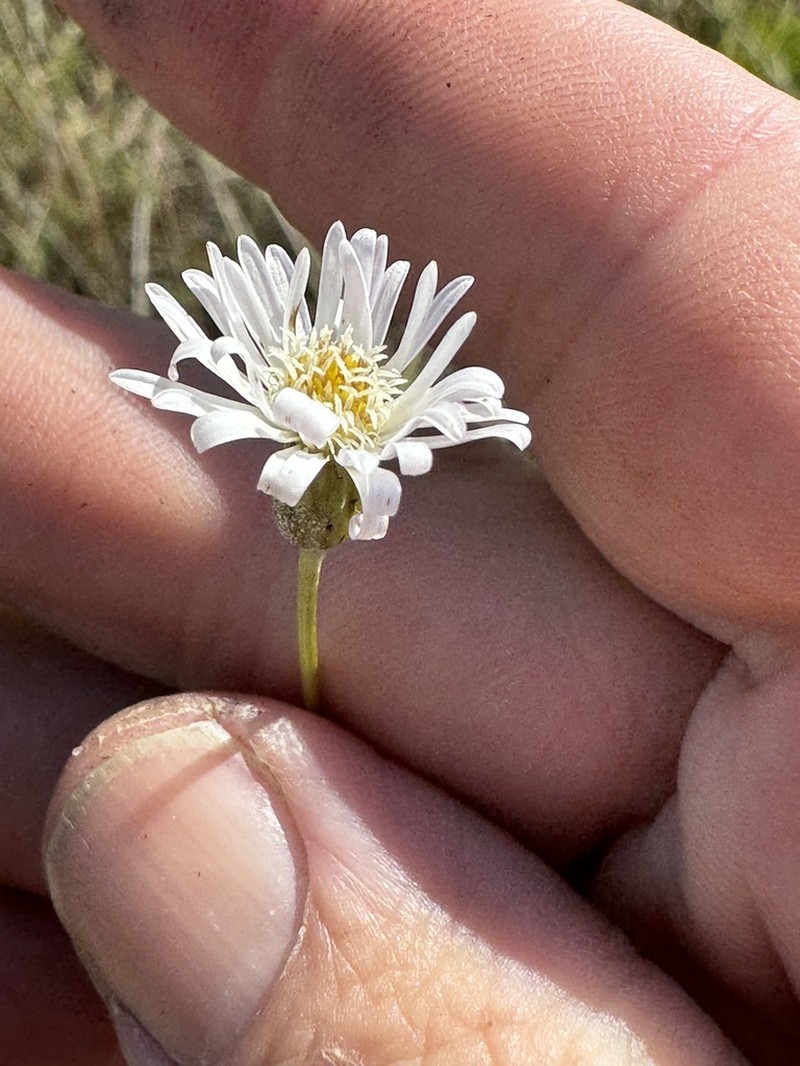 Camptacra gracilis photo 3