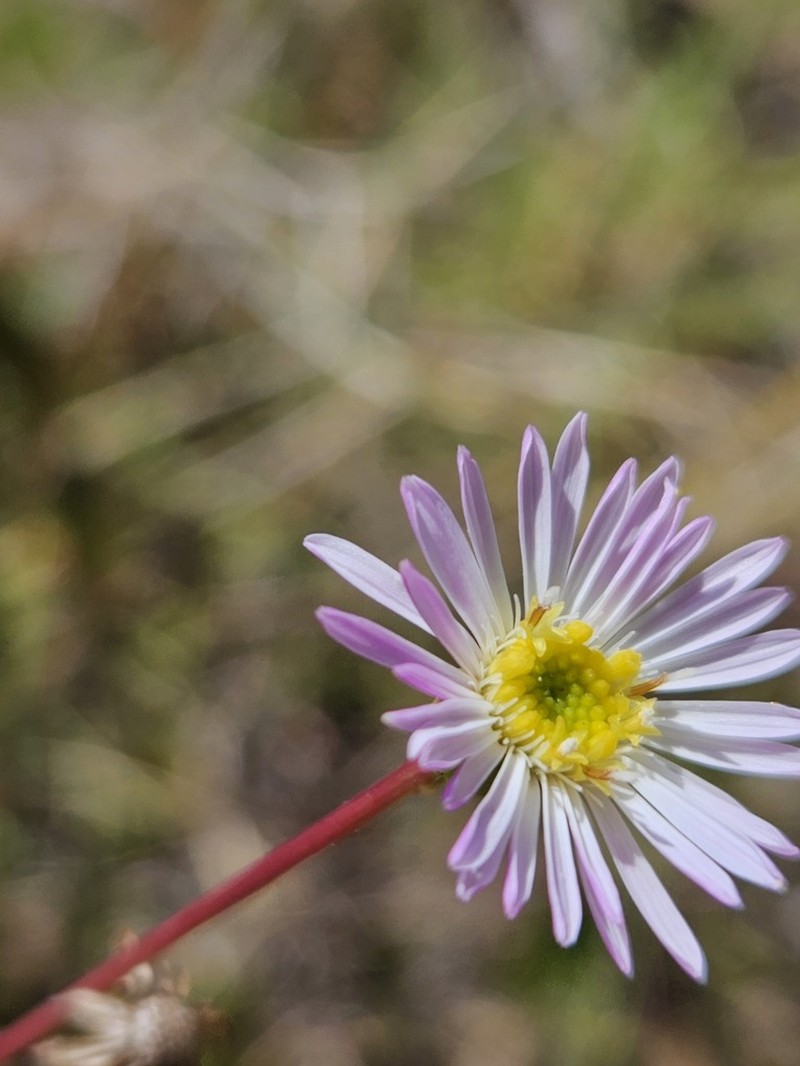 Camptacra gracilis photo 4