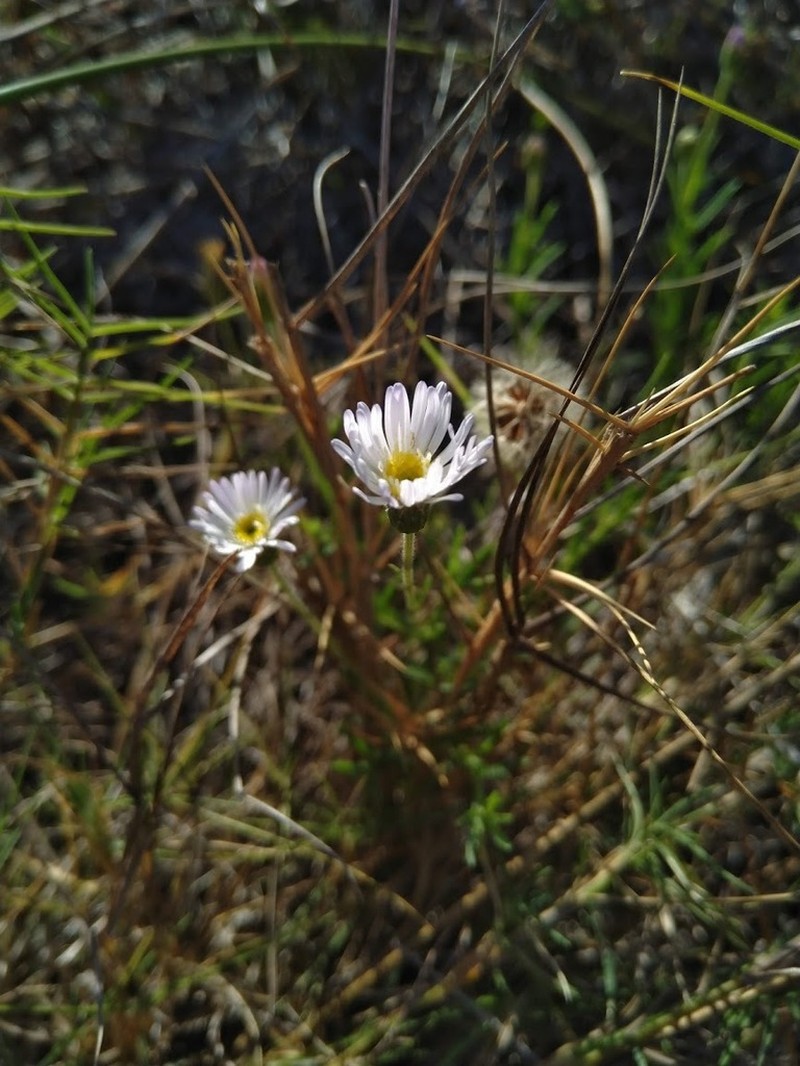 Camptacra gracilis photo 5