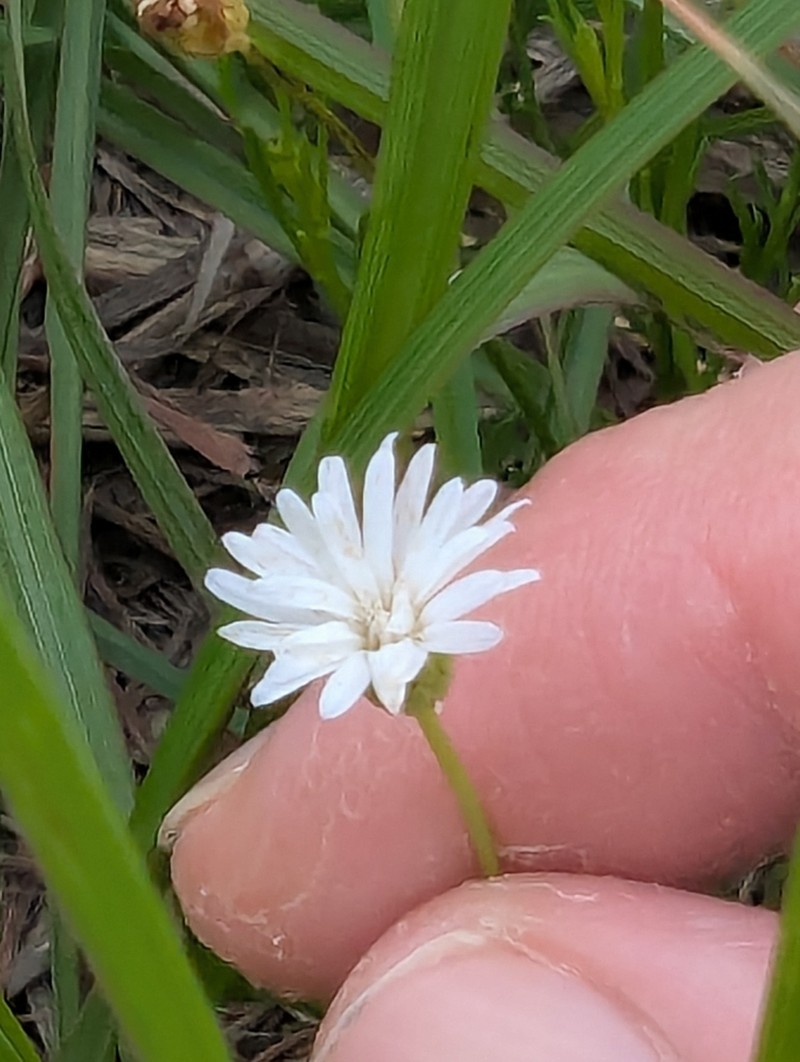 Camptacra gracilis photo 6