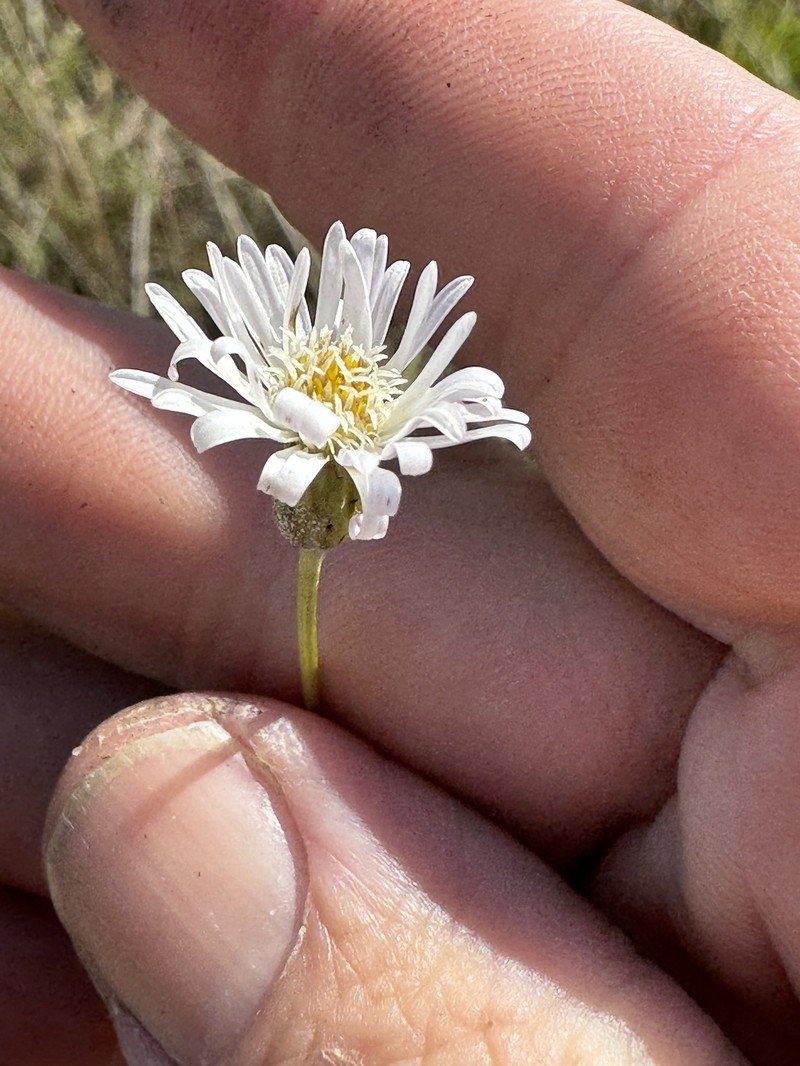 Camptacra gracilis photo 7