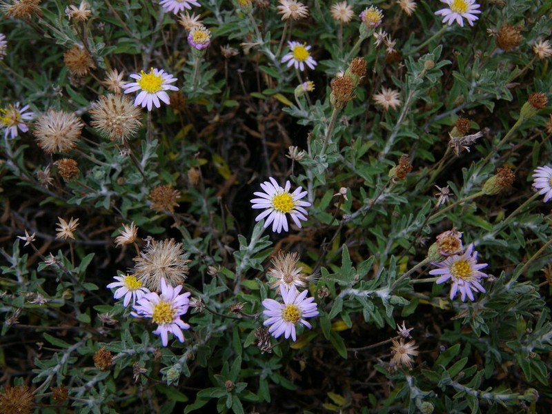 Camptacra perdita photo 2
