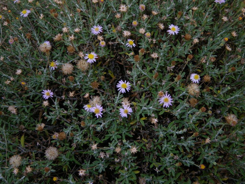 Camptacra perdita photo 3