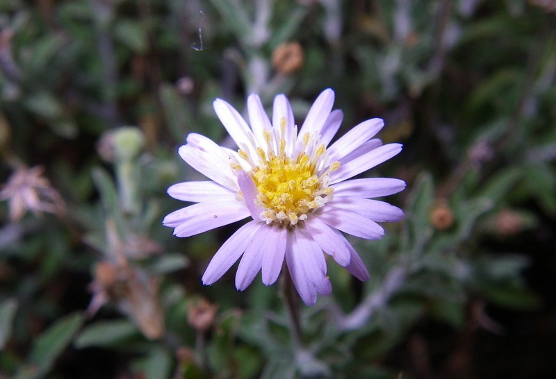 Camptacra perdita photo 6