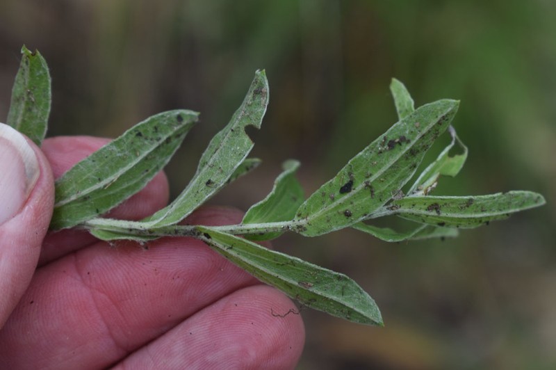 Camptacra robusta