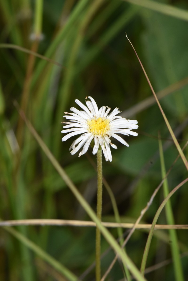 Camptacra robusta photo 3