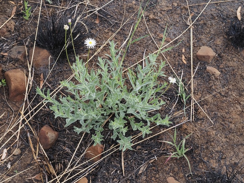 Camptacra robusta photo 5