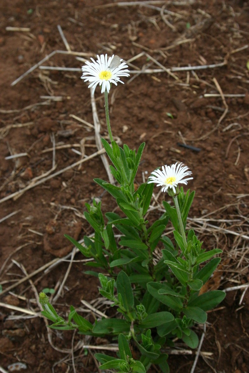Camptacra robusta photo 6