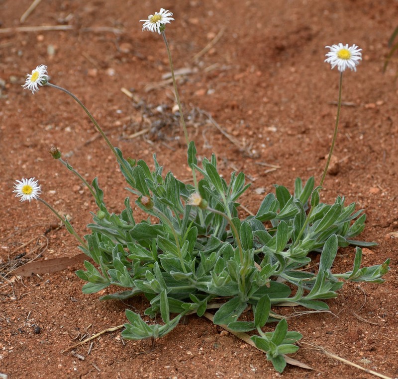 Camptacra robusta photo 8