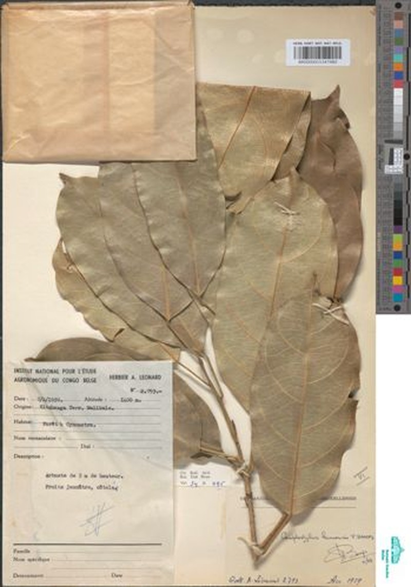 Camptostylus kivuensis