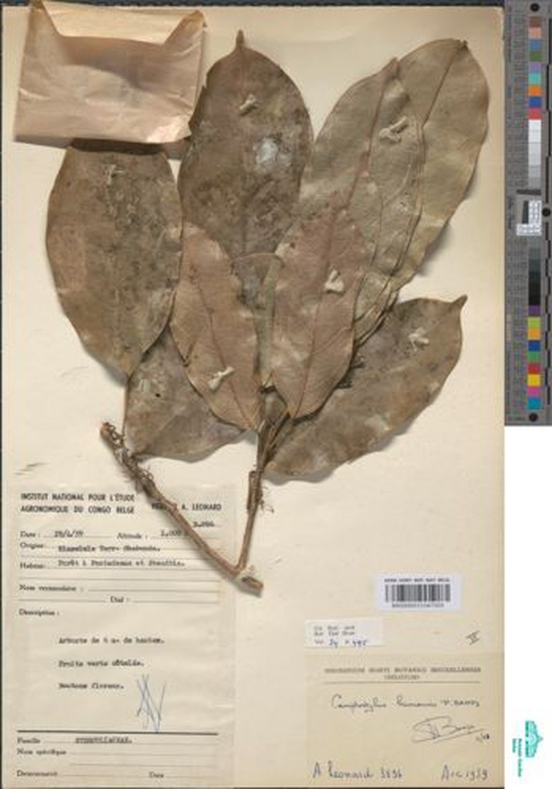 Camptostylus kivuensis photo 2