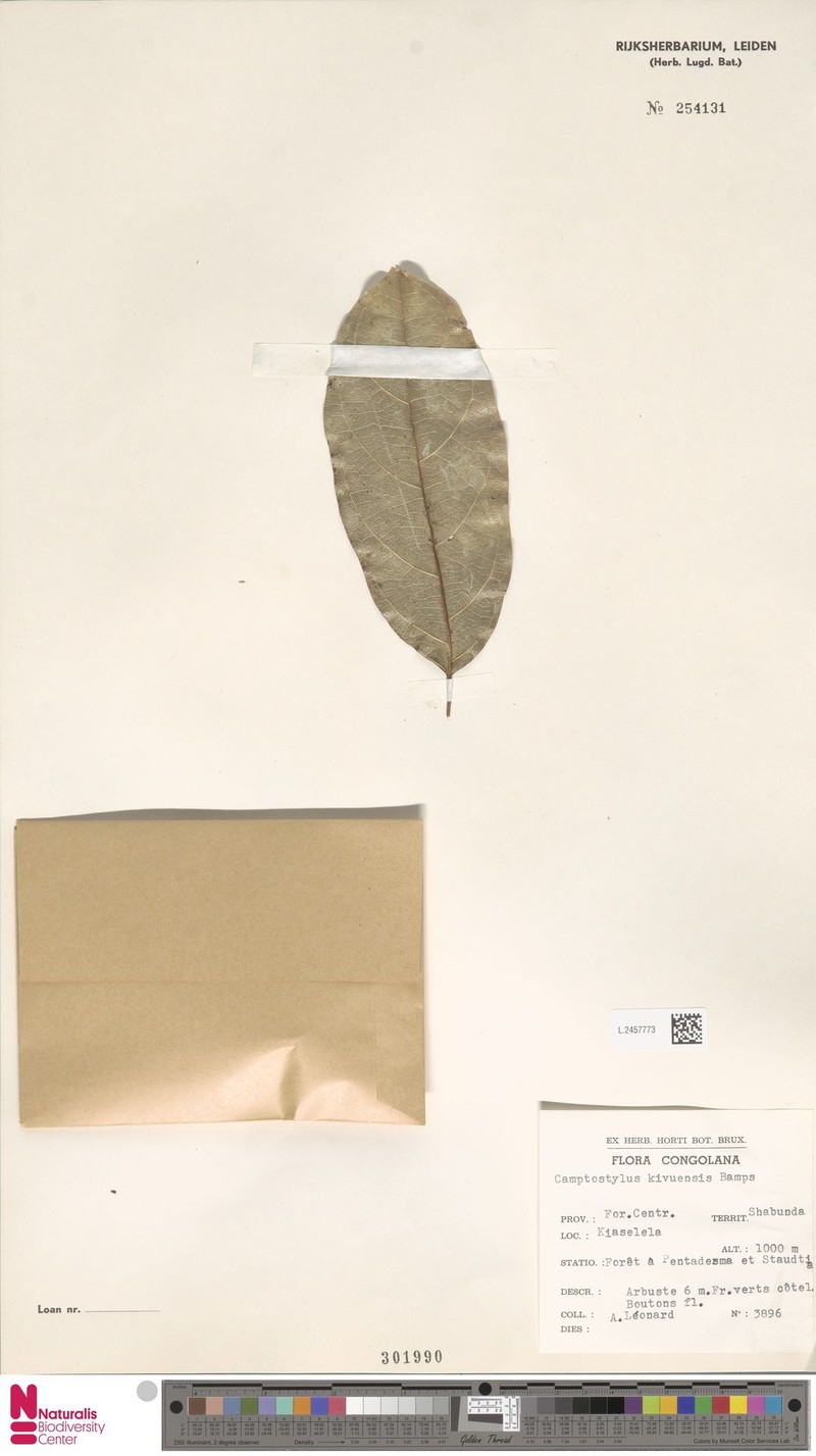 Camptostylus kivuensis photo 3