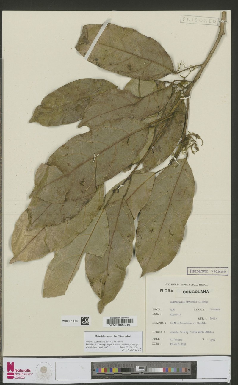 Camptostylus kivuensis photo 4