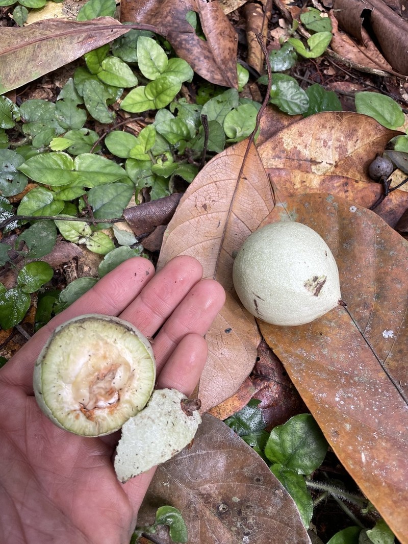 Camptostylus mannii