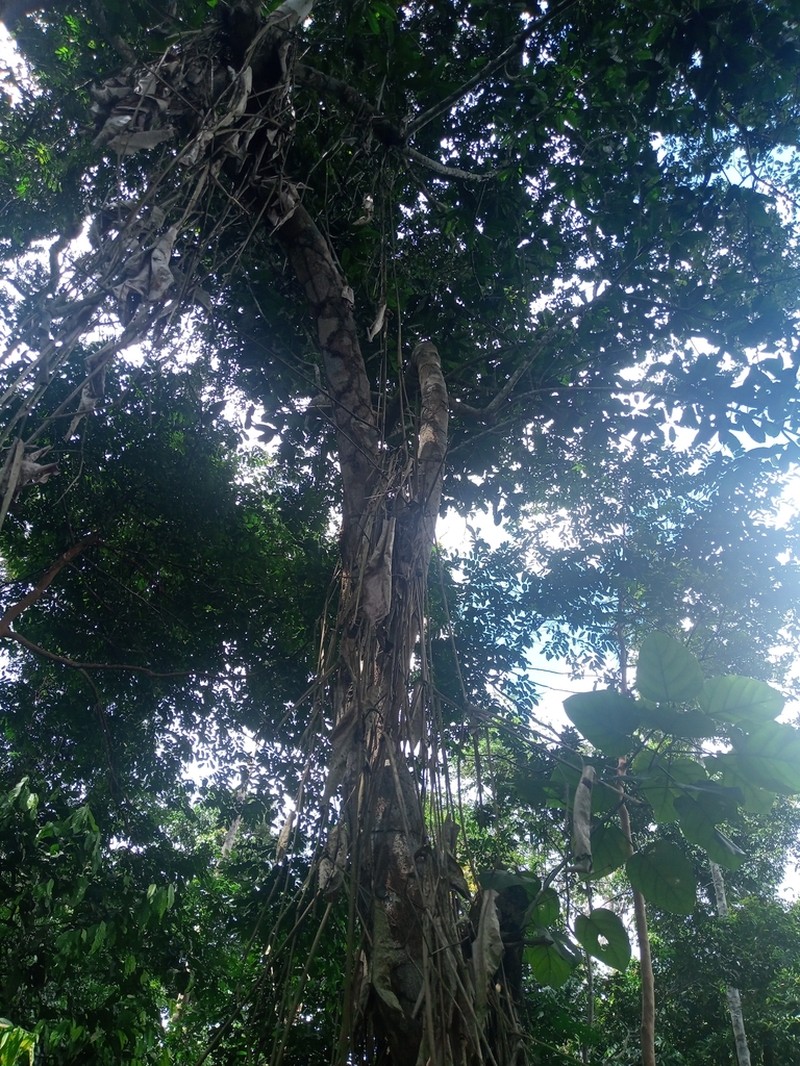 Camptostylus mannii photo 2