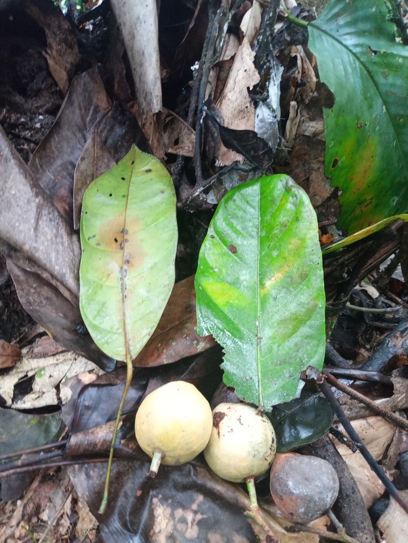 Camptostylus mannii photo 3