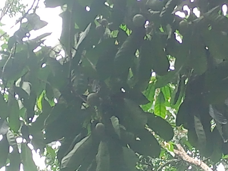 Camptostylus mannii photo 4