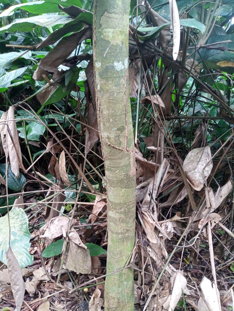 Camptostylus mannii photo 5