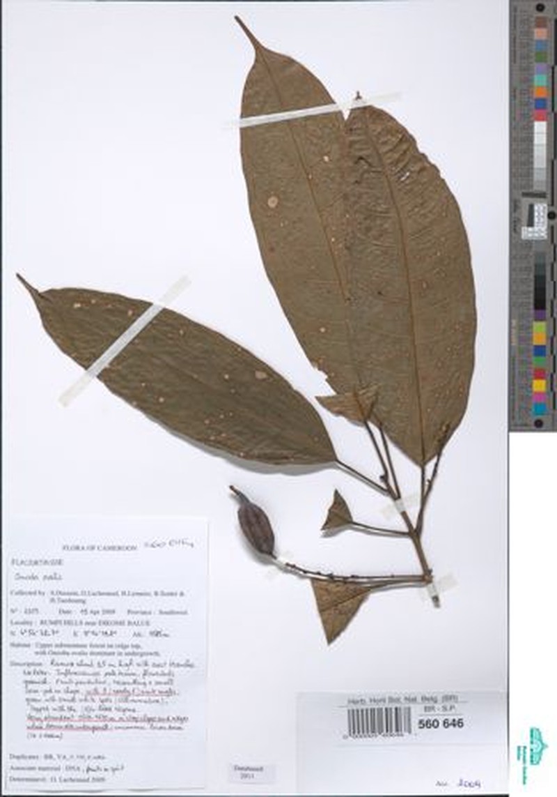 Camptostylus ovalis