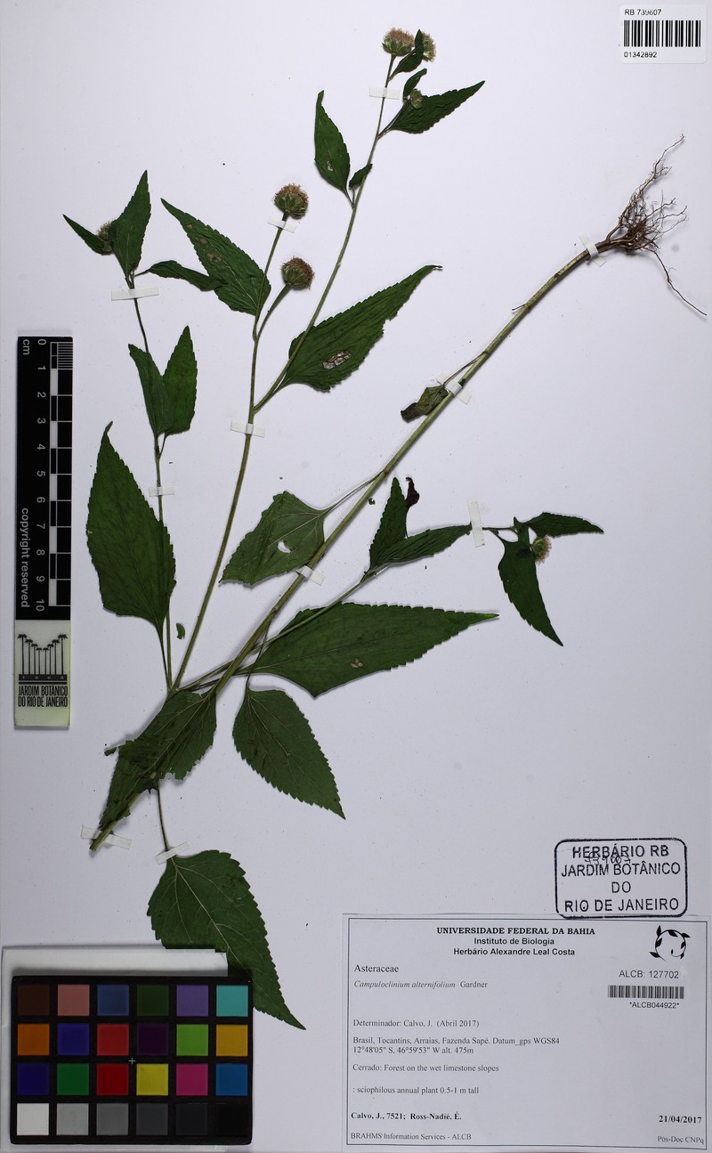 Campuloclinium alternifolium