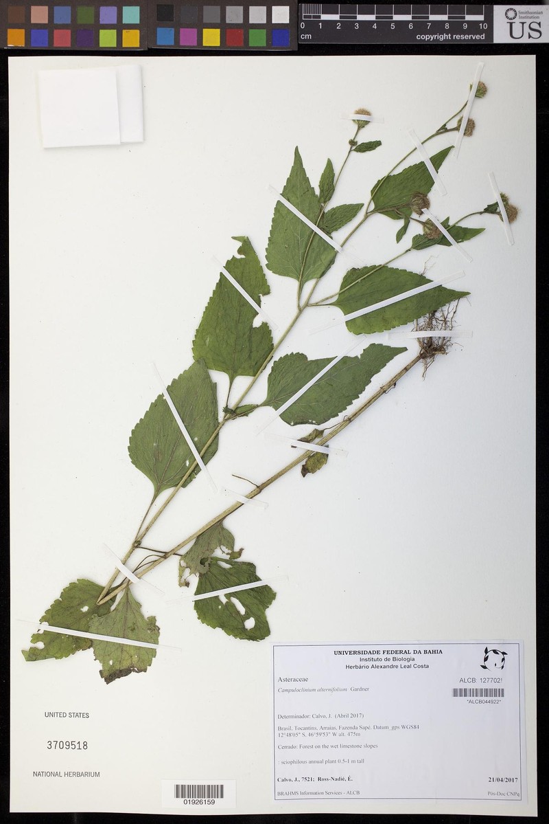 Campuloclinium alternifolium photo 2