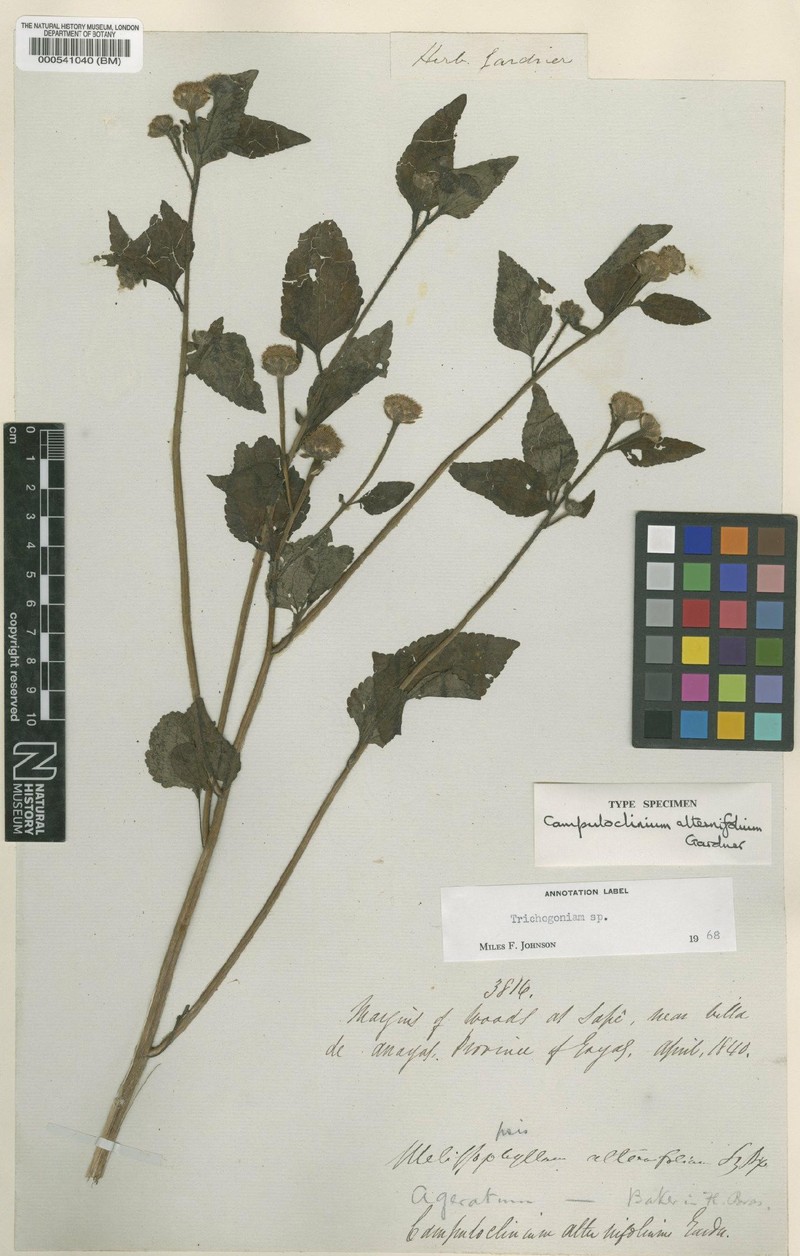 Campuloclinium alternifolium photo 3