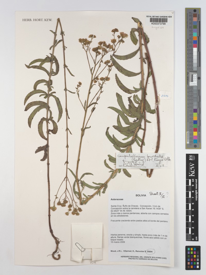 Campuloclinium burchellii