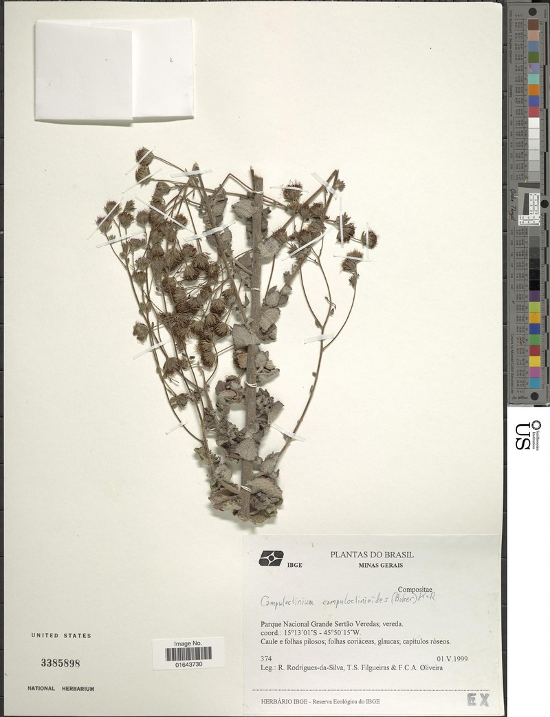 Campuloclinium campuloclinioides