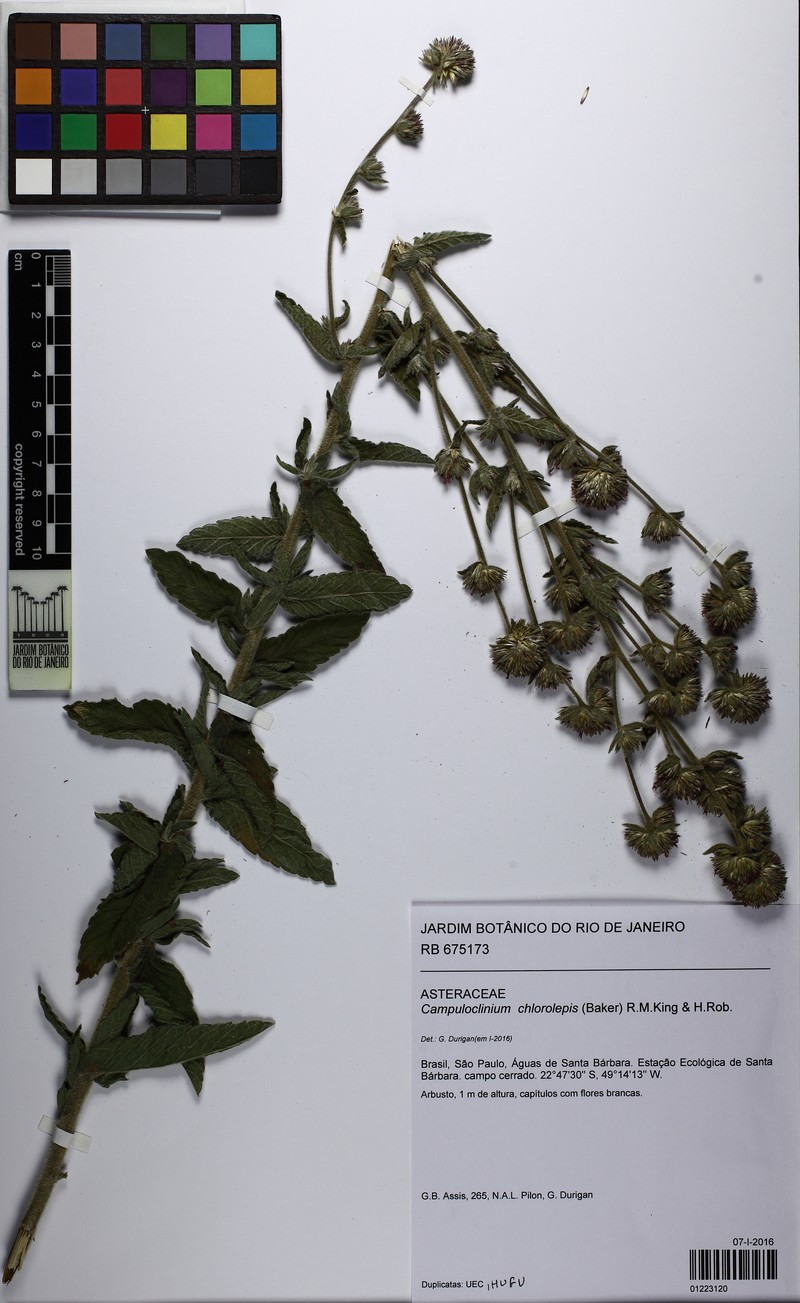 Campuloclinium chlorolepis
