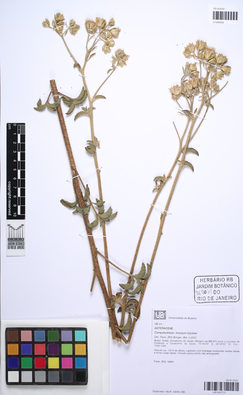 Campuloclinium hirsutum