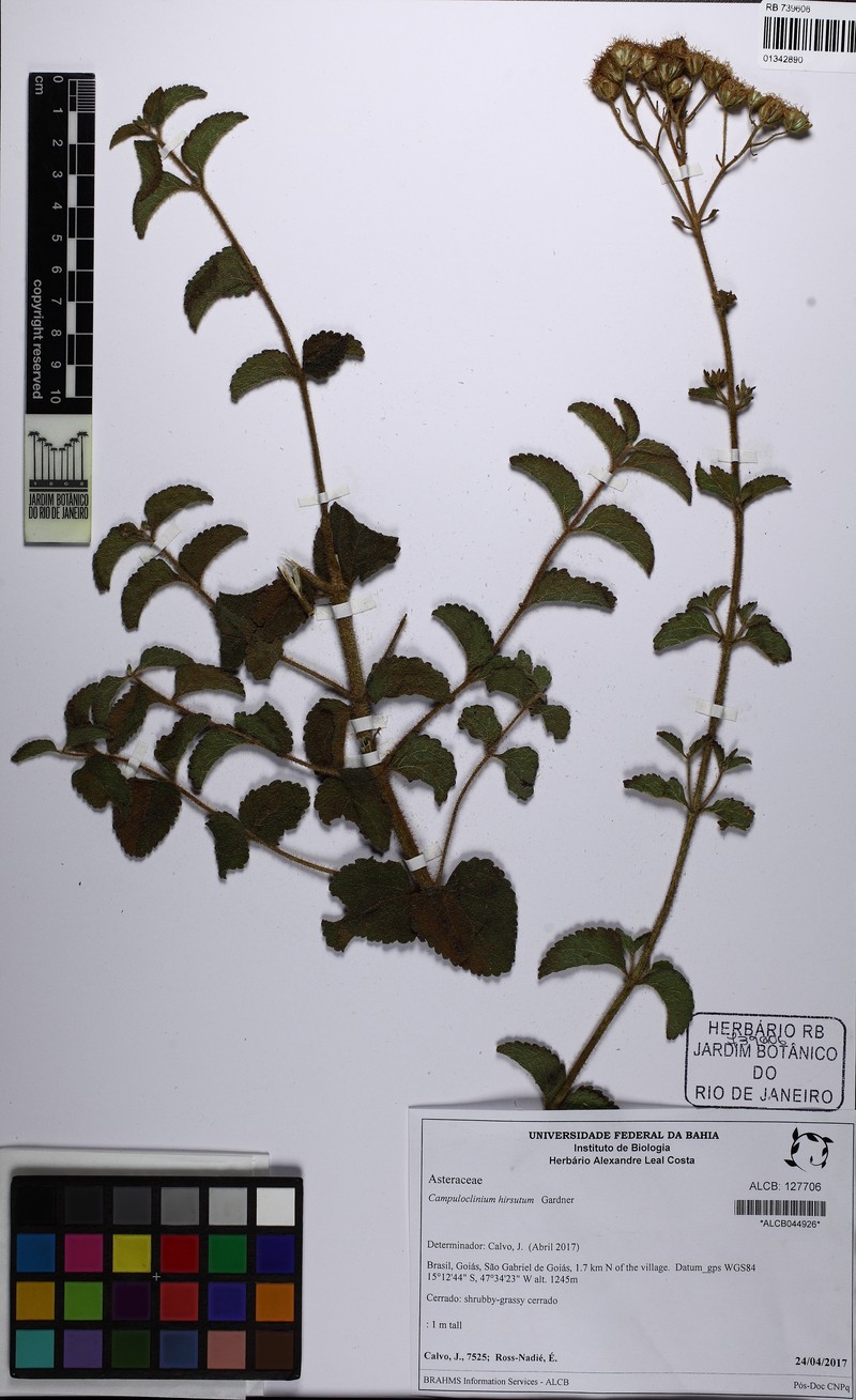 Campuloclinium hirsutum photo 2