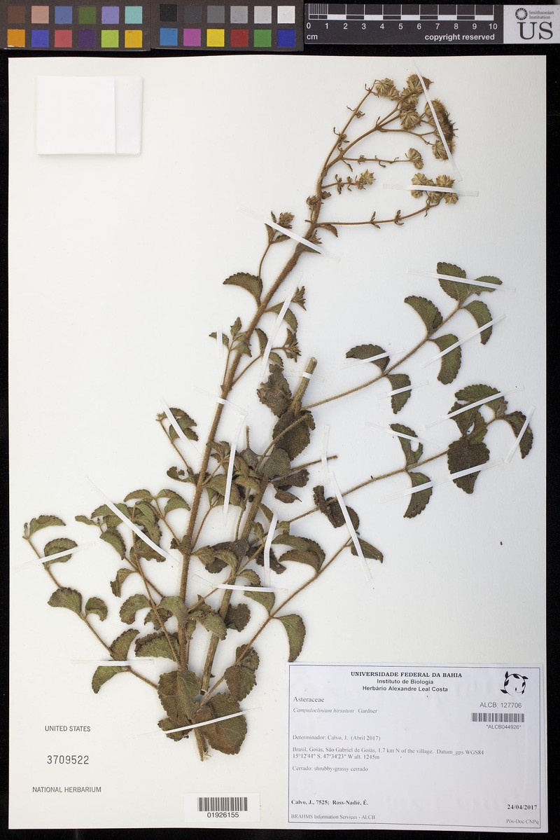 Campuloclinium hirsutum photo 3