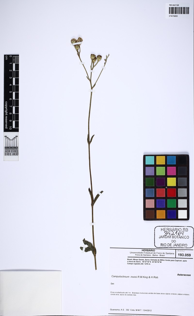 Campuloclinium irwinii