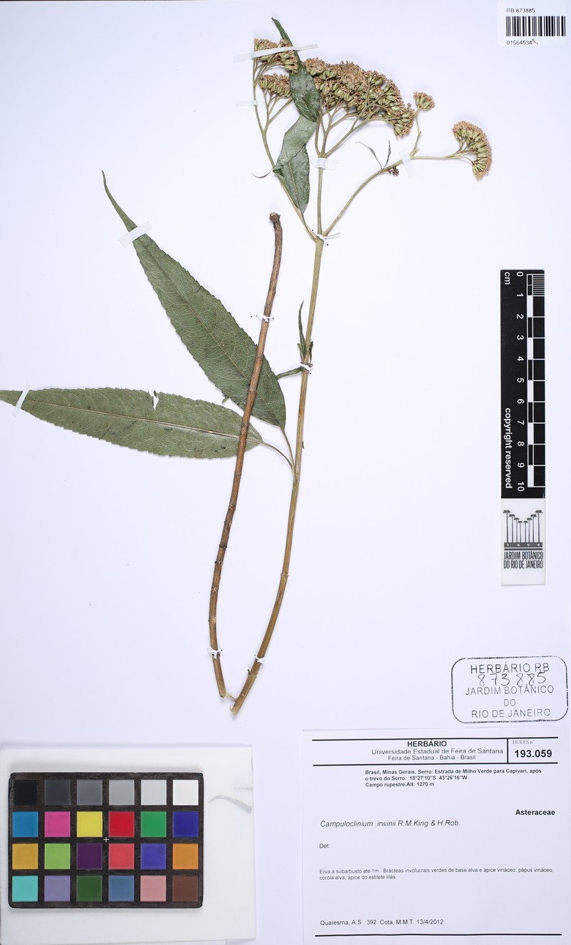 Campuloclinium irwinii photo 2