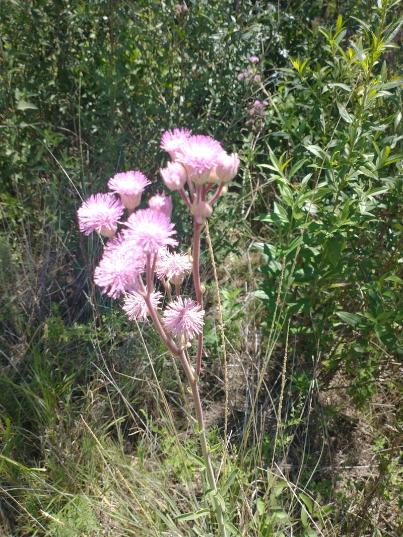 Campuloclinium macrocephalum