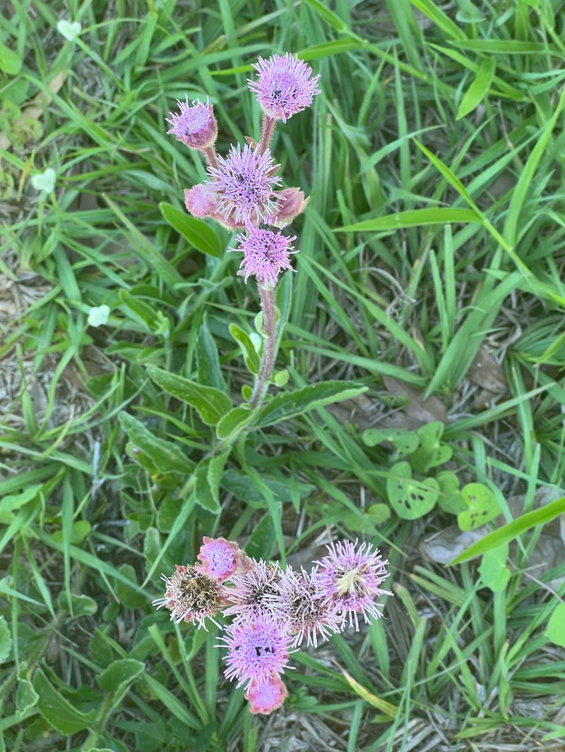 Campuloclinium macrocephalum photo 2