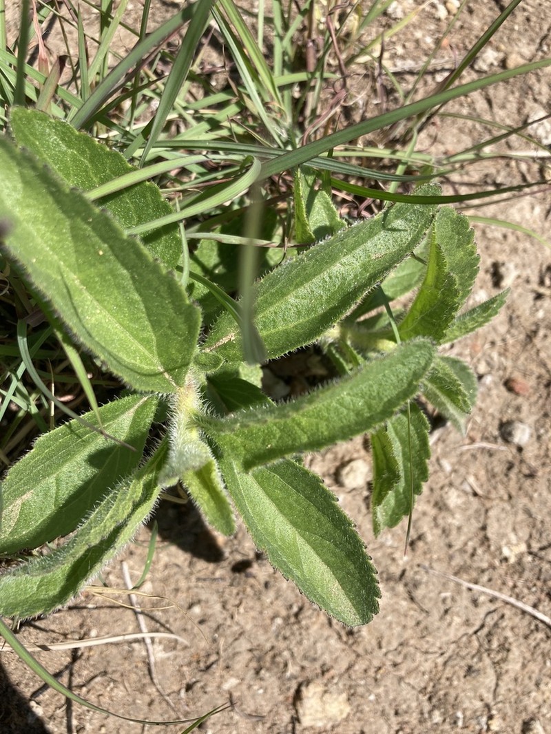 Campuloclinium macrocephalum photo 3