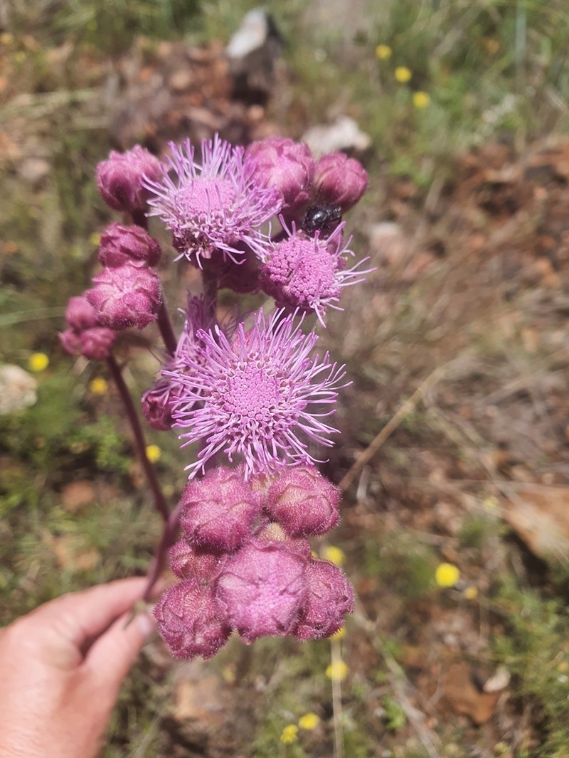 Campuloclinium macrocephalum photo 4